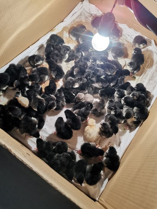 Продавам оплодени яйца от черен Австралорп... Работя с еконт и спиди