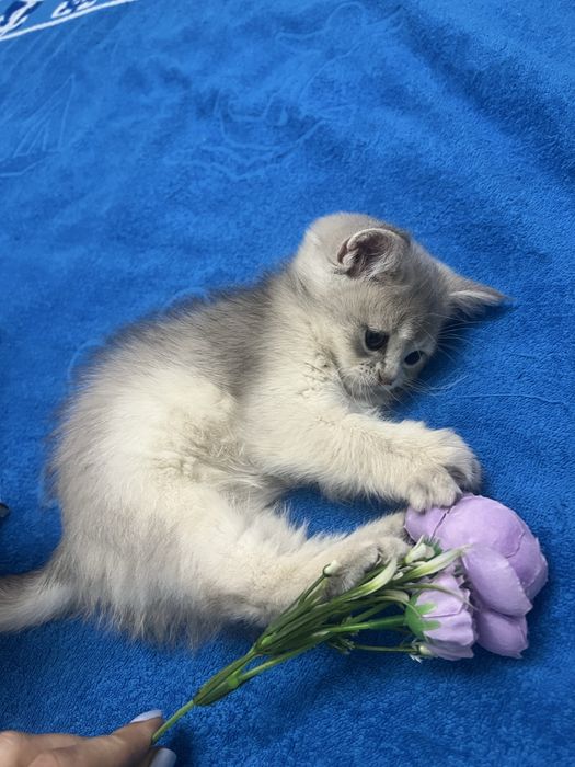 120$ Шотландская шиншилла