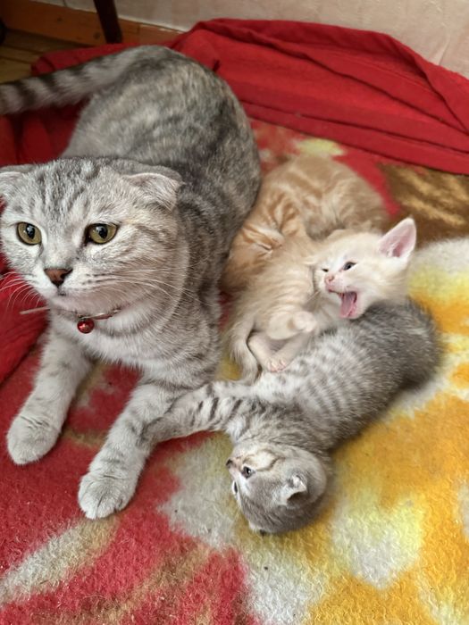 Отдам котят, 2 мальчика и 1 девочка