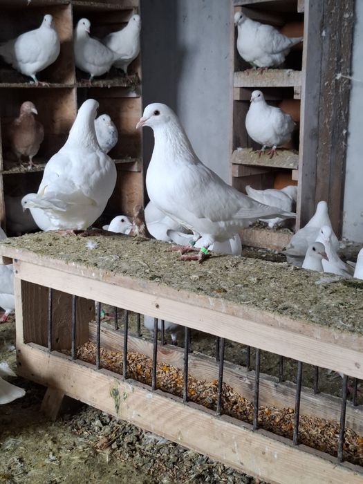 Vand porumbei Hubble