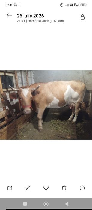 Vaca de talie mare