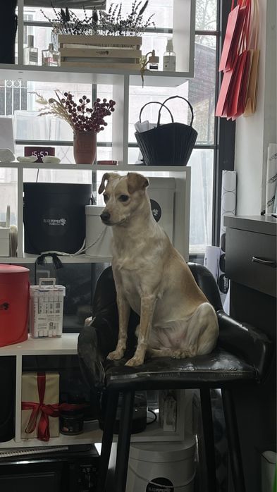 Девочка Молли ищет дом