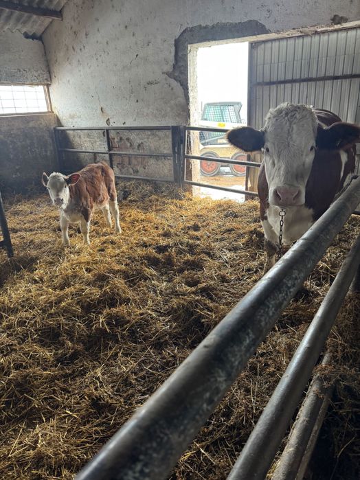 Vand vaca cu vitica baltata romaneasca