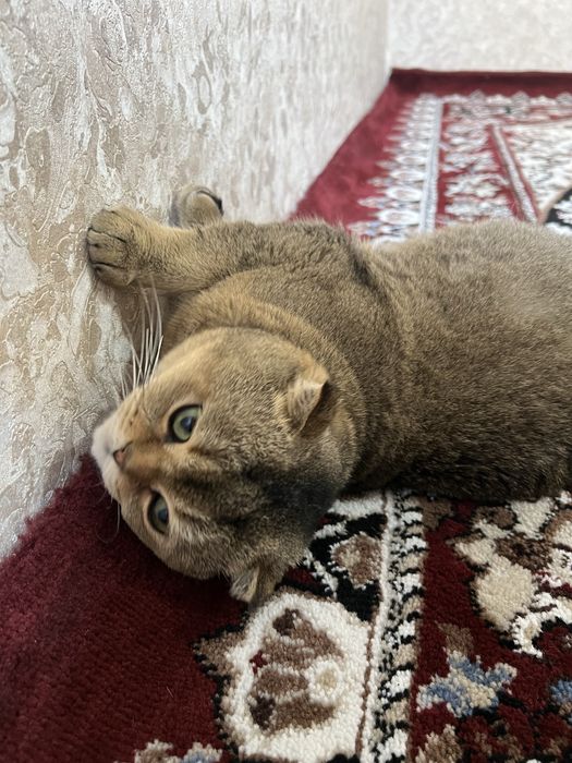 Scottish fold sotiladi