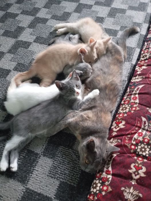 Котята в Хорошие руки