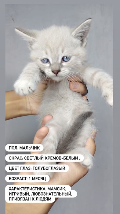 Отдаем котят в добрый руки