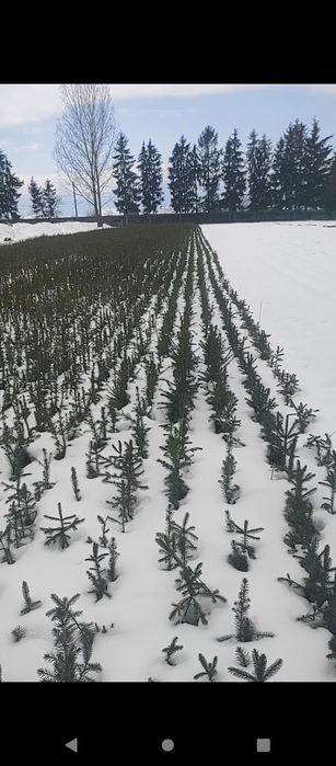 Puieti molid brad larice pin se oferă factura certificat proveniență