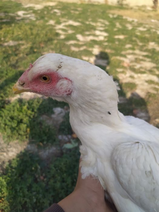 Куланги оппок макиён сотилади