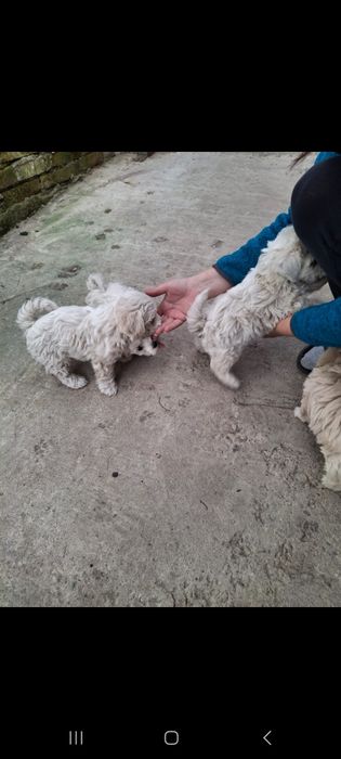 Cățeluși bishon maltez talie mică