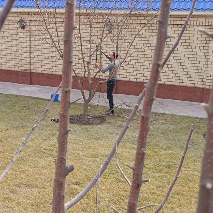 Ko'chatlar sotiladi mevali