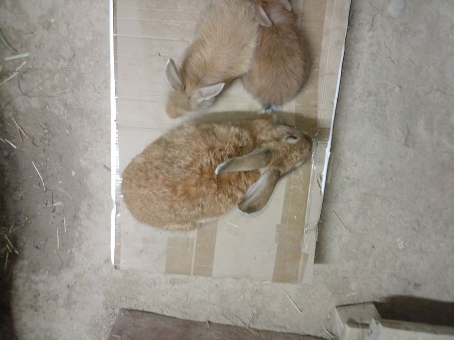 Burgunskiy ona quyon