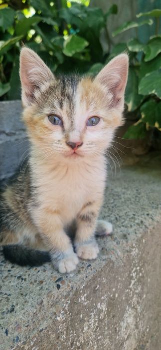Котята бесплатно