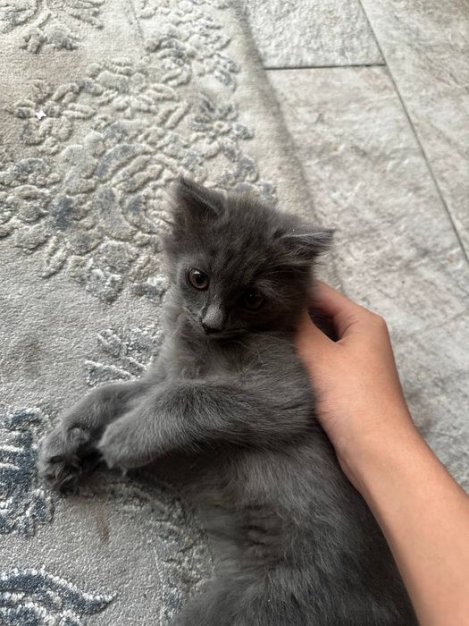 Котёнок продаётся породистая