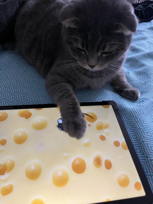 Кошка, шотланская вислоухая
