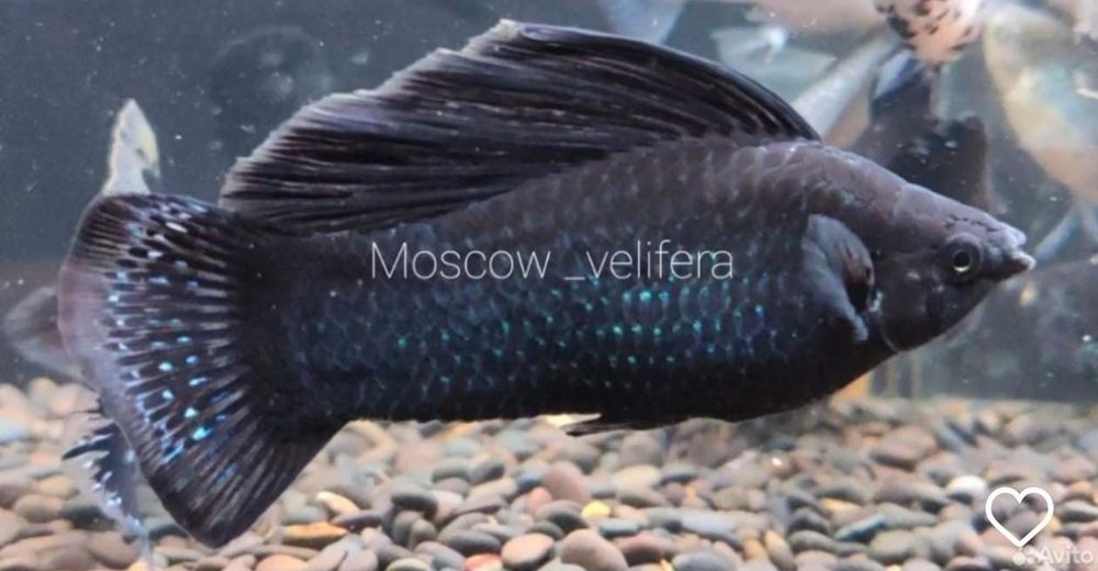Моллинезия Мокрый асфальт