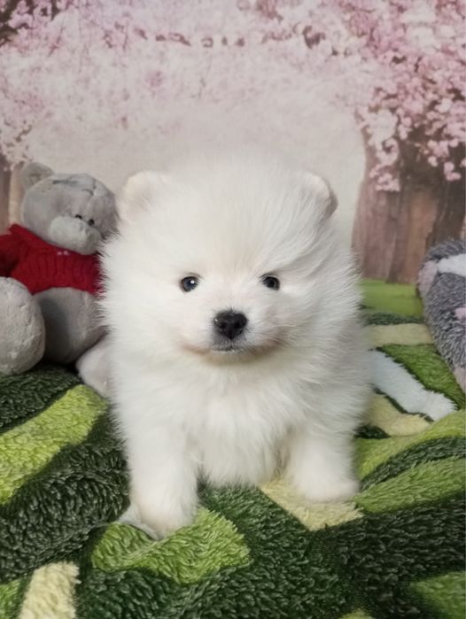 Щенки померанского шпитца