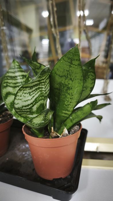 Цветы домашние продам