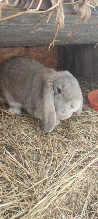 Vând iepuri rasa berbec german