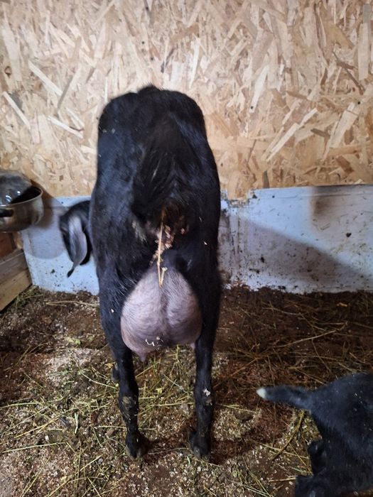 Vând 4 capre si un țap Anglonubiene