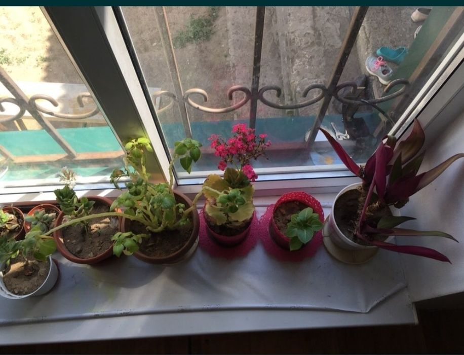 Комнатные  растения