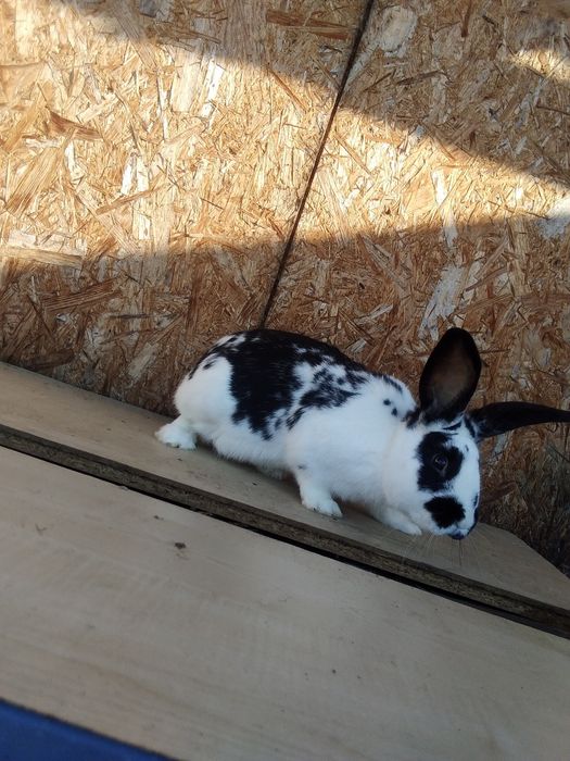 Iepuri de vânzare femela și mascul