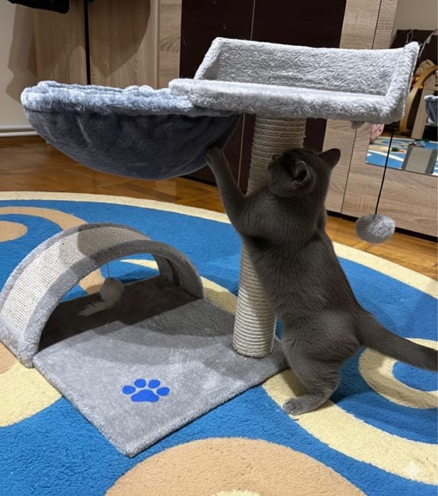 Ansamblu/Stalp de joaca pentru pisici