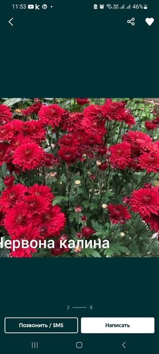 Продам многолетние цветы.