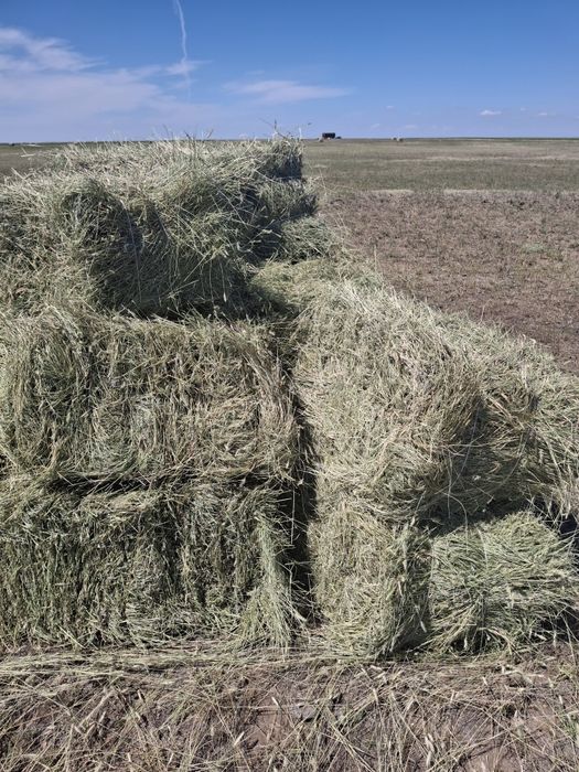 Продаётся сено житняк тюках разотравие