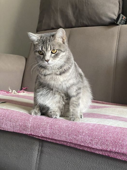 Отдам кошку в добрые руки