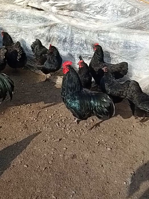 Pui de gaina australorp  de la gainile din imagine.