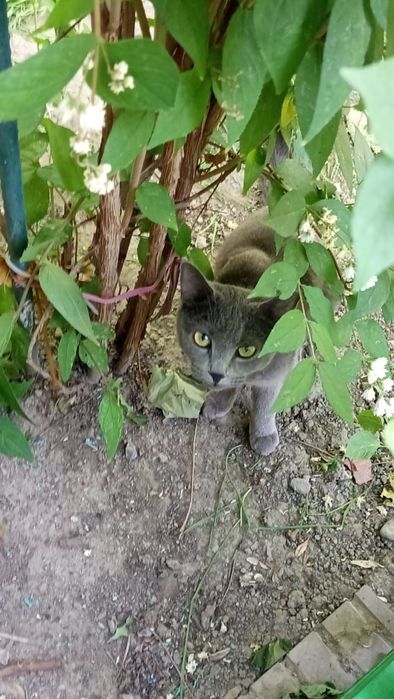 Отдам котят бесплатно