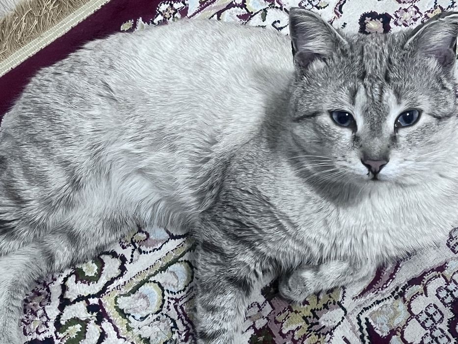 Отдам кота в добрые руки