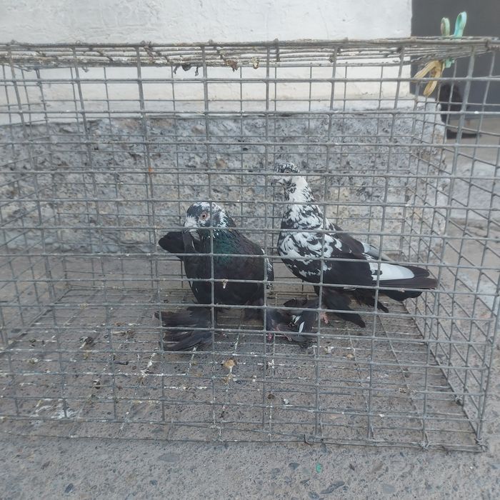 Соч пара лет игра сталбом уходит