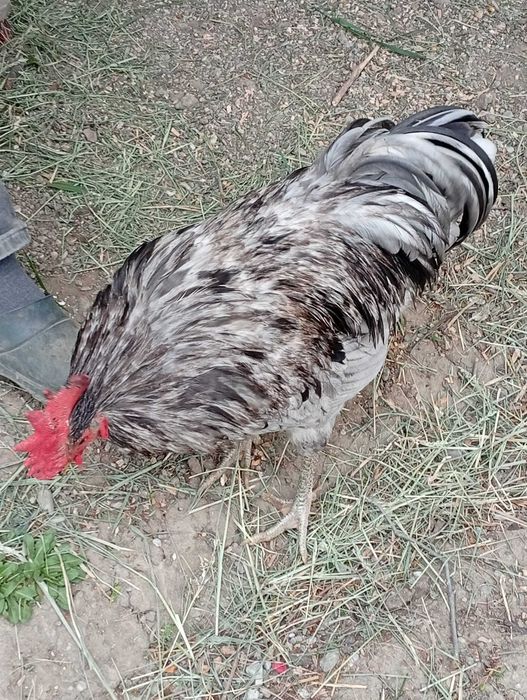 cocos rasa australorp gri