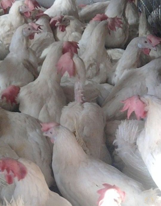 Куры несушки Ленгорн доставка до дома