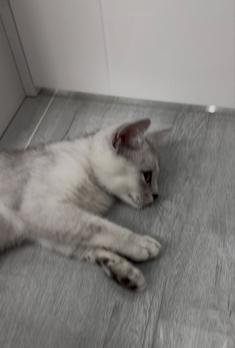 Котенок вислоухий Скотиш фолд