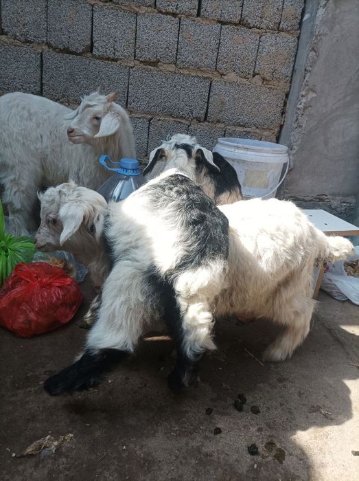 Ona bola echkila sotiladi