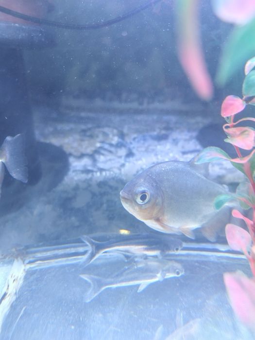 Pirania paku va dollar