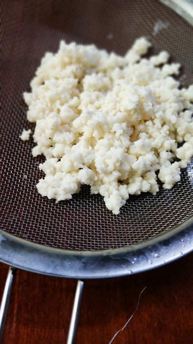 Тибетский молочный гриб