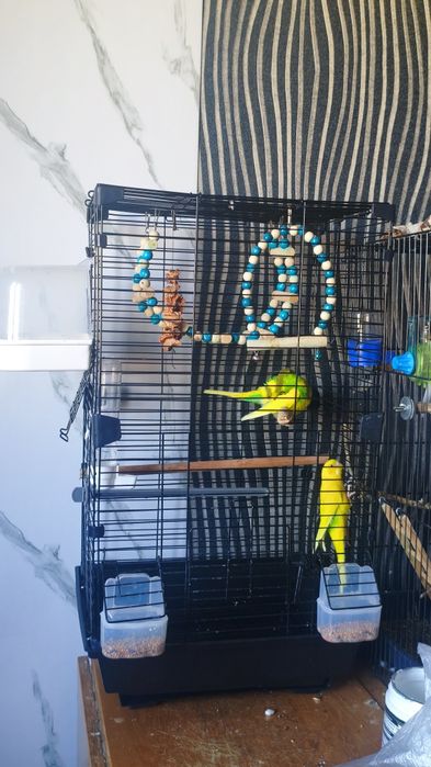 Попугай вместе с клеткой