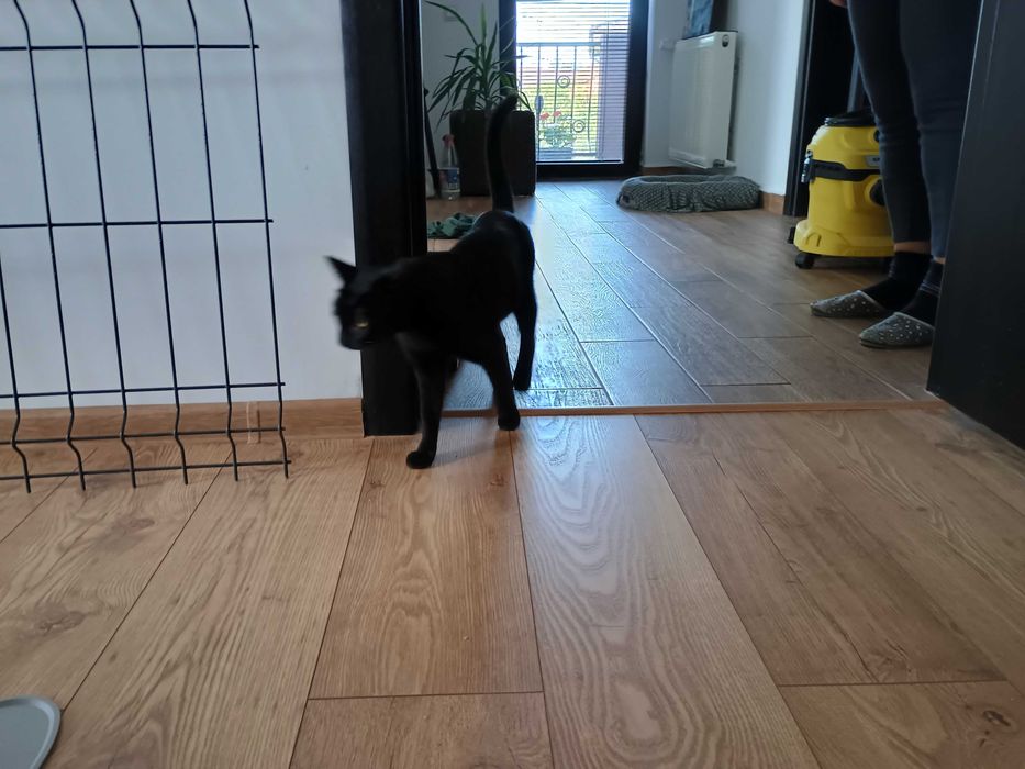 Dau pentru adoptie pisica neagra