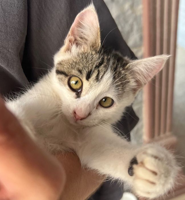 Котенок ищет любящую семью