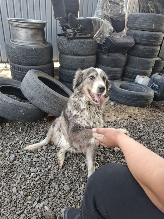 Собака шенки тобет охрана