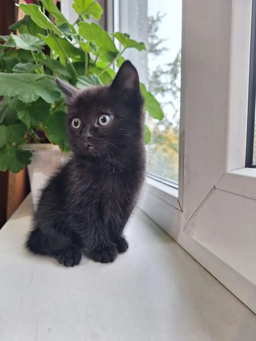 Отдам красивых кошечек