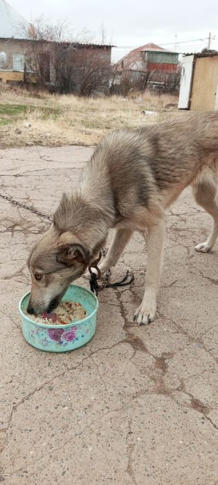 Собака очень ласковая охрана