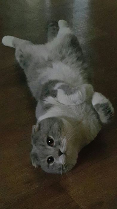 Кот с родословной  на вязку