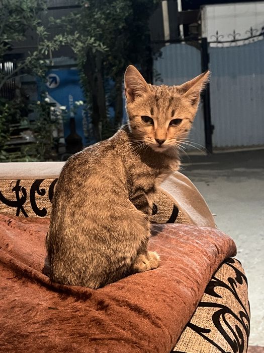 Котята бесплатно