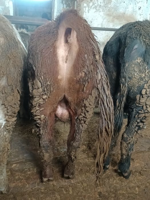 Откормда турган 5 бас бука сатылады