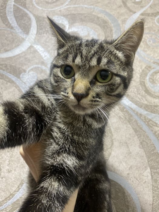 Котенок мальчик ласковый