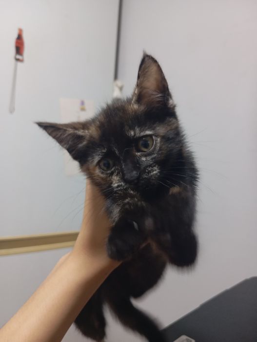 Отдам котят в хорошие руки